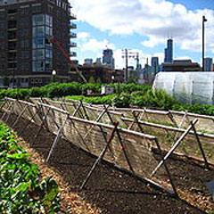 Rooftop farm